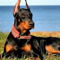 Doberman Pinscher Wallpapers