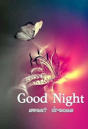 Good Night Sweet Dreams GIF Screenshot 3