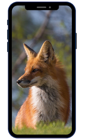 Fox HD Wallpapers Screenshot 2