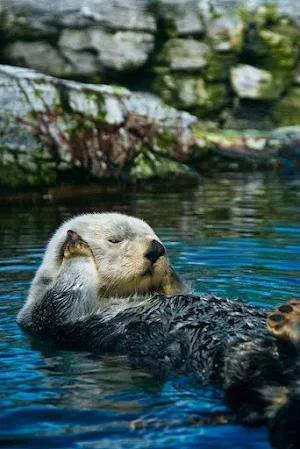 Sea Otter Wallpapers Screenshot 1