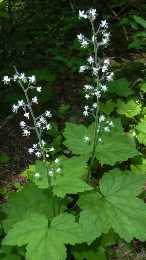 Foamflower Wallpaper Screenshot 3