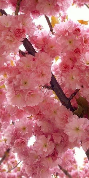 Sakura Wallpapers Screenshot 3