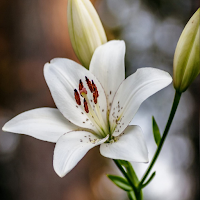 Lily Wallpapers