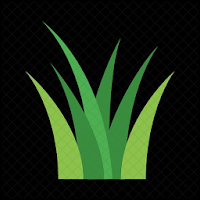 Black Mondo Grass