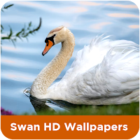 Swan HD Wallpapers