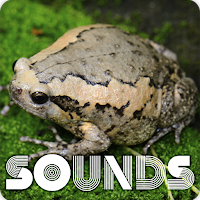 Kaloula Frog Sound Ringtones