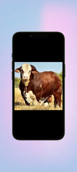 Sapi WalL Screenshot 2