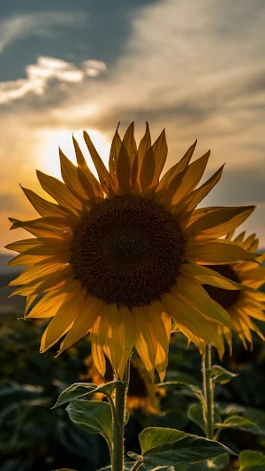 Sunflower Wallpaper Screenshot 2