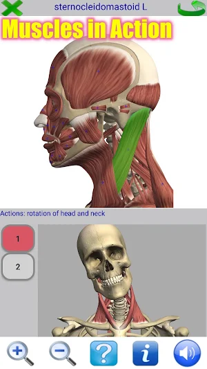 Visual Anatomy 2 Screenshot 0
