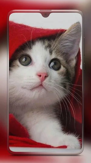 Kitten Cute Cat Wallpaper HD Screenshot 0