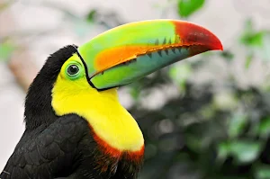 Toucans Wallpaper HD Screenshot 0