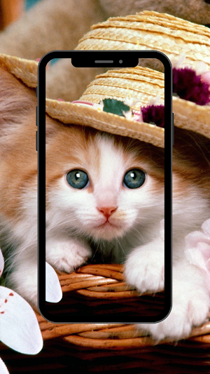 Cat wallpaper 4K,UHD Screenshot 2