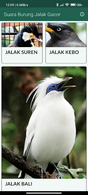 Suara Burung Jalak Gacor Screenshot 0