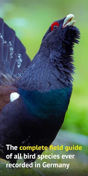 All Birds Germany  - Photo Guide Screenshot 1