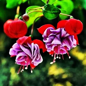 Flowers Screenshot 0