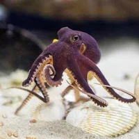 Octopus Wallpapers HD