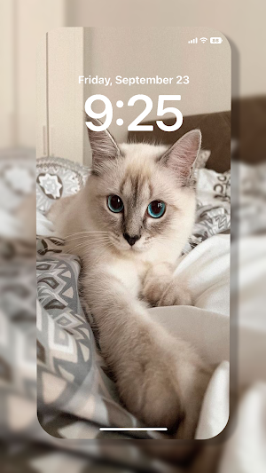 Cat Wallpaper Screenshot 2