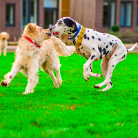 Dog Fight 3d Game