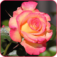 Flower Wallpaper