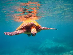 Turtle Wallpapers Screenshot 1