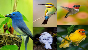 birds wallpaper Screenshot 1