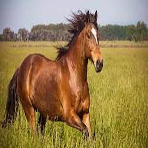 Horse Sounds Screenshot 1