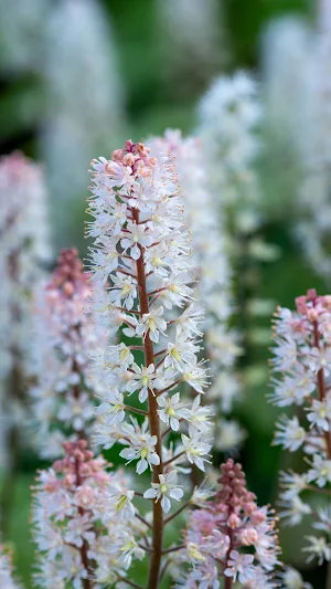 Foamflower Wallpaper Screenshot 1