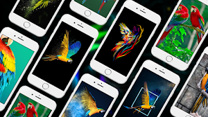 Parrot Bird Wallpapers Screenshot 0