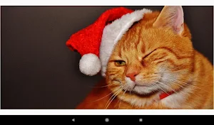 Christmas Cat Wallpapers Screenshot 3