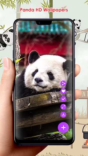 Panda HD Wallpapers Screenshot 2