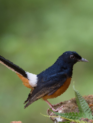 White-rumped shama Sounds ~ Sboard.pro Screenshot 0