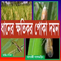 ধানের পোকা দমন ~ Rice Insects