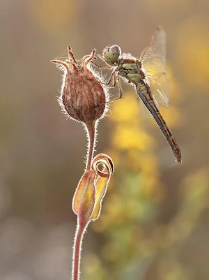 Dragonfly Wallpapers HD Screenshot 3