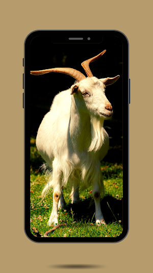Goat Ringtone Screenshot 1