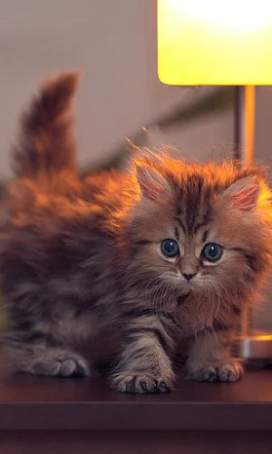 Cat Wallpapers Screenshot 0