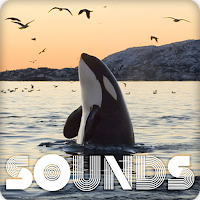 Whale Sound Ringtones