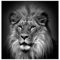 Cool animal wallpapers
