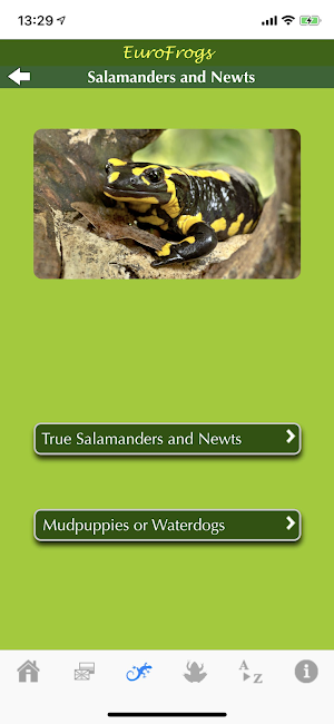 EuroFrogs Screenshot 1
