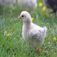 Élevage de poulets de chair