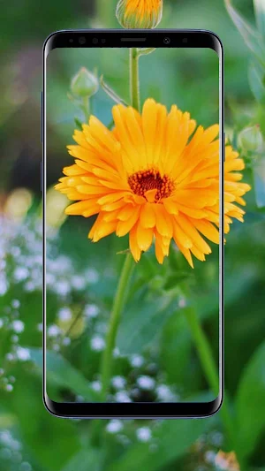 Marigold Flower Wallpapers Screenshot 1
