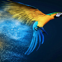 Bird Live Wallpaper Parallax