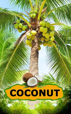 Coconut Screenshot 0