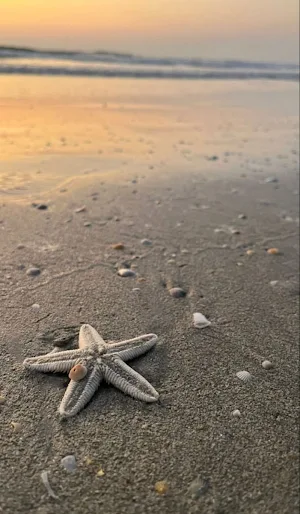 Bintang Laut Wallpaper Yi Screenshot 0