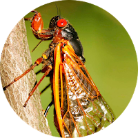 Cicada Sounds