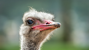 Ostrich and Emu Sounds Screenshot 3