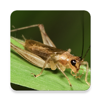 Insect Sounds ~ Sclip.app