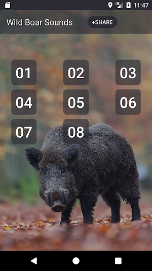 Wild boar sound & calls Screenshot 0