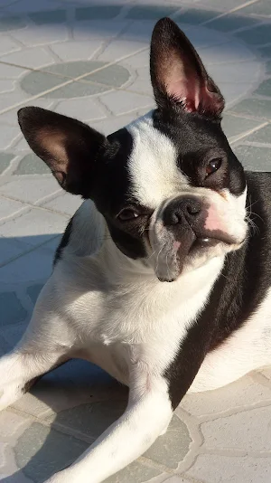boston terrier wallpaper Screenshot 0