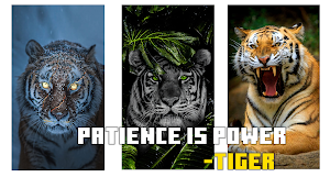 Tiger Wallpaper 4K Screenshot 0