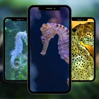 Wallpaper Sea Horse